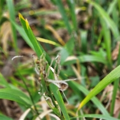 Arum italicum at Barton, ACT - 8 Oct 2024 10:13 AM