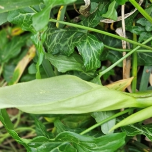 Arum italicum at Barton, ACT - 8 Oct 2024 10:13 AM