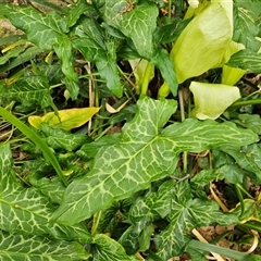 Arum italicum at Barton, ACT - 8 Oct 2024