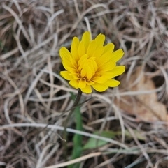 Microseris walteri (Yam Daisy, Murnong) at Barton, ACT - 7 Oct 2024 by Jiggy