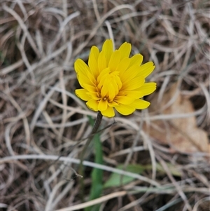 Microseris walteri at Barton, ACT - 8 Oct 2024 10:19 AM