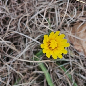 Microseris walteri at Barton, ACT - 8 Oct 2024 10:19 AM