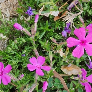 Silene sp. (genus) at Barton, ACT - 8 Oct 2024