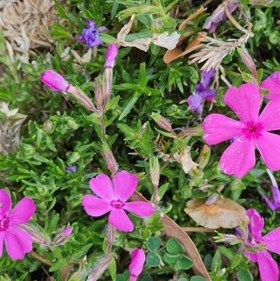 Silene sp. (genus) (Catchfly, Campion, Sweet William) at Barton, ACT - 8 Oct 2024 by Jiggy