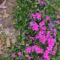 Silene sp. (genus) at Barton, ACT - 8 Oct 2024