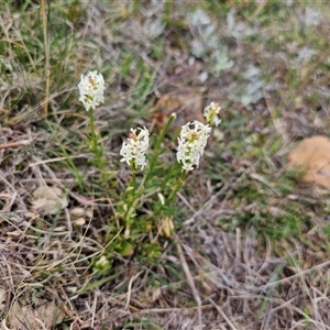 Stackhousia monogyna at Fyshwick, ACT - 8 Oct 2024 12:19 PM