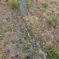 Stackhousia monogyna at Fyshwick, ACT - 8 Oct 2024