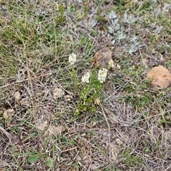 Stackhousia monogyna at Fyshwick, ACT - 8 Oct 2024