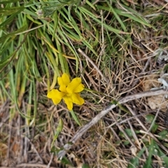 Goodenia pinnatifida (Scrambled Eggs) at Fyshwick, ACT - 8 Oct 2024 by Jiggy