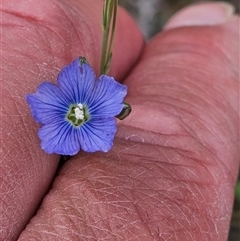 Linum marginale (Native Flax) at Fyshwick, ACT - 8 Oct 2024 by Jiggy