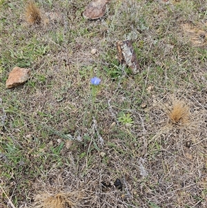 Linum marginale at Fyshwick, ACT - 8 Oct 2024