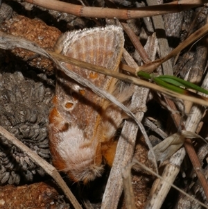 Pseudanapaea (genus) at Freshwater Creek, VIC - 16 Feb 2021