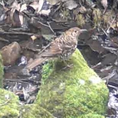 Zoothera lunulata (Bassian Thrush) at Kangaroo Valley, NSW - 6 Oct 2024 by lbradley