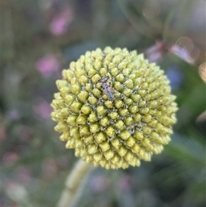 Austrotephritis poenia (Australian Fruit Fly) at North Albury, NSW by Darcy