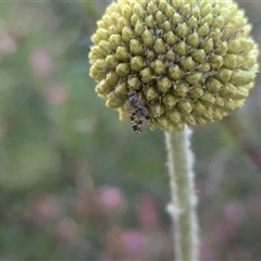 Austrotephritis poenia at North Albury, NSW - suppressed