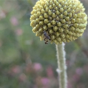 Austrotephritis poenia at North Albury, NSW - suppressed