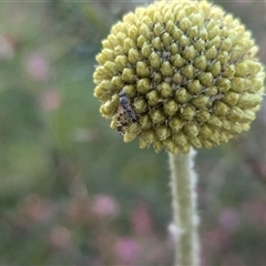 Austrotephritis poenia at North Albury, NSW - suppressed