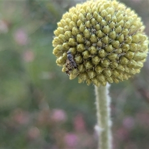 Austrotephritis poenia at North Albury, NSW - suppressed