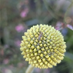 Austrotephritis poenia at North Albury, NSW - suppressed