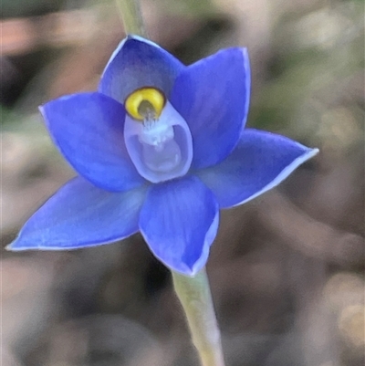 Cyanicula caerulea at Ulladulla, NSW - 5 Oct 2024 by Clarel