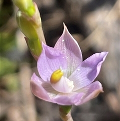 Thelymitra sp. at Ulladulla, NSW - 5 Oct 2024 by Clarel