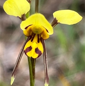 Diuris sulphurea at Ulladulla, NSW - suppressed