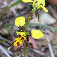 Diuris sulphurea at Ulladulla, NSW - suppressed