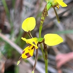 Diuris sulphurea at Ulladulla, NSW - suppressed