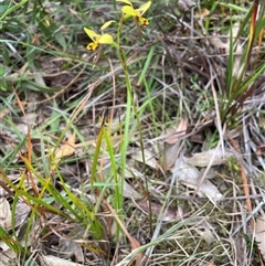 Diuris sulphurea at Ulladulla, NSW - suppressed