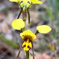 Diuris sulphurea at Ulladulla, NSW - suppressed