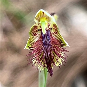 Calochilus campestris at Ulladulla, NSW - suppressed