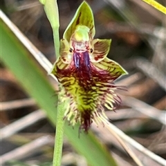 Calochilus campestris at Ulladulla, NSW - suppressed