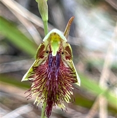 Calochilus campestris at Ulladulla, NSW - suppressed
