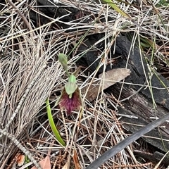 Calochilus campestris at Ulladulla, NSW - suppressed