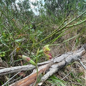 Calochilus campestris at Ulladulla, NSW - suppressed