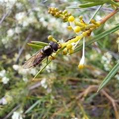 Simosyrphus grandicornis (Common hover fly) at Watson, ACT - 8 Oct 2024 by abread111