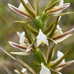 Prasophyllum patens (Broad-lipped Leek Orchid) by Clarel
