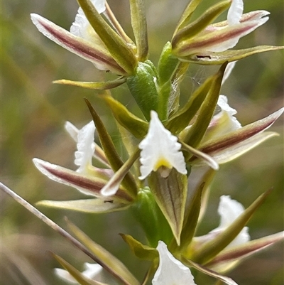 Prasophyllum patens (Broad-lipped Leek Orchid) by Clarel