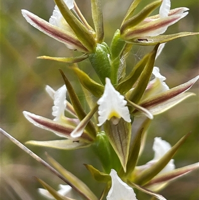 Prasophyllum patens at Ulladulla, NSW - 8 Oct 2024 by Clarel