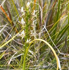 Prasophyllum patens at suppressed - suppressed