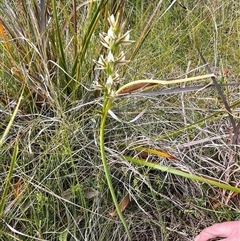 Prasophyllum patens at suppressed - suppressed