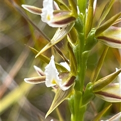 Prasophyllum patens at suppressed - suppressed