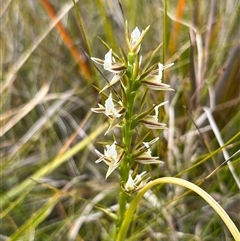 Prasophyllum patens at suppressed - suppressed