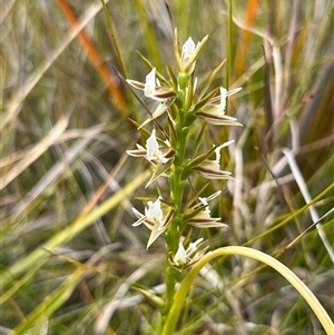 Prasophyllum patens at suppressed - suppressed