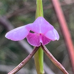 Diuris punctata (Purple Donkey Orchid) at Ulladulla, NSW - 8 Oct 2024 by Clarel