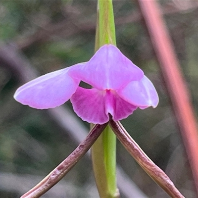 Diuris punctata var. punctata (Purple Donkey Orchid) at Ulladulla, NSW - 8 Oct 2024 by Clarel