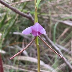 Diuris punctata at suppressed - 8 Oct 2024