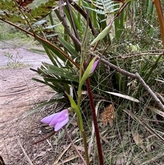 Diuris punctata at suppressed - 8 Oct 2024