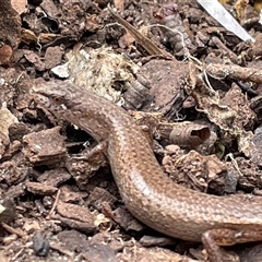 Saproscincus mustelinus at Ulladulla, NSW - 8 Oct 2024 by Clarel