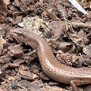 Saproscincus mustelinus at Ulladulla, NSW - suppressed